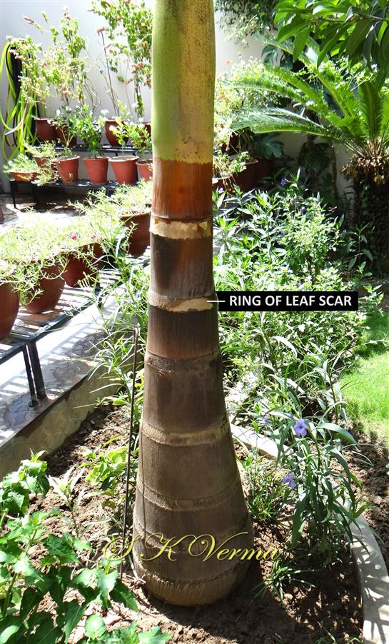  Trunk with rings of leaf scars